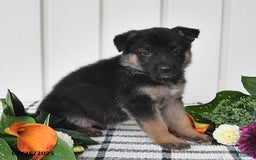 German Shepherd dogs for sale: Jeneau - Image 5