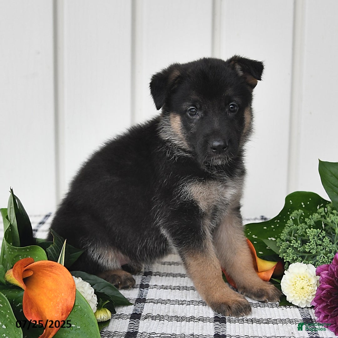 German Shepherd dogs for sale: Jeneau - Image 5