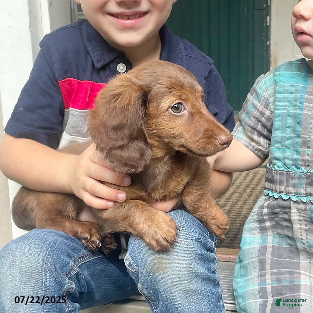 Miniature Dachshund dogs for sale: Banana Princess - Image 4