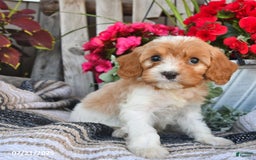 Cavapoo dogs for sale: Dakota - Image 4