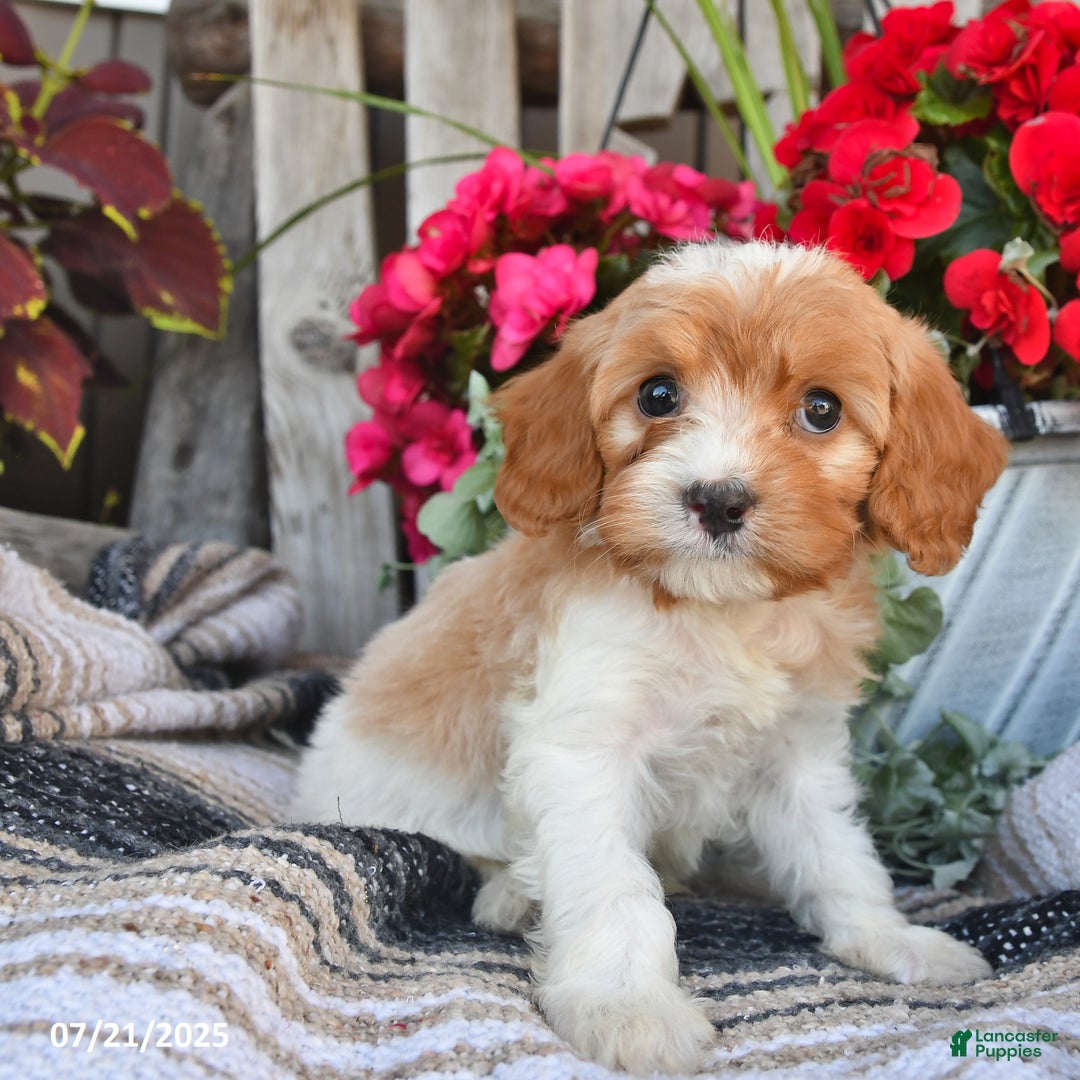 Cavapoo dogs for sale: Dakota - Image 4