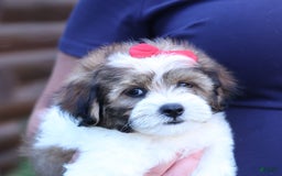 Shihpoo dogs for sale: Hugo - Image 2