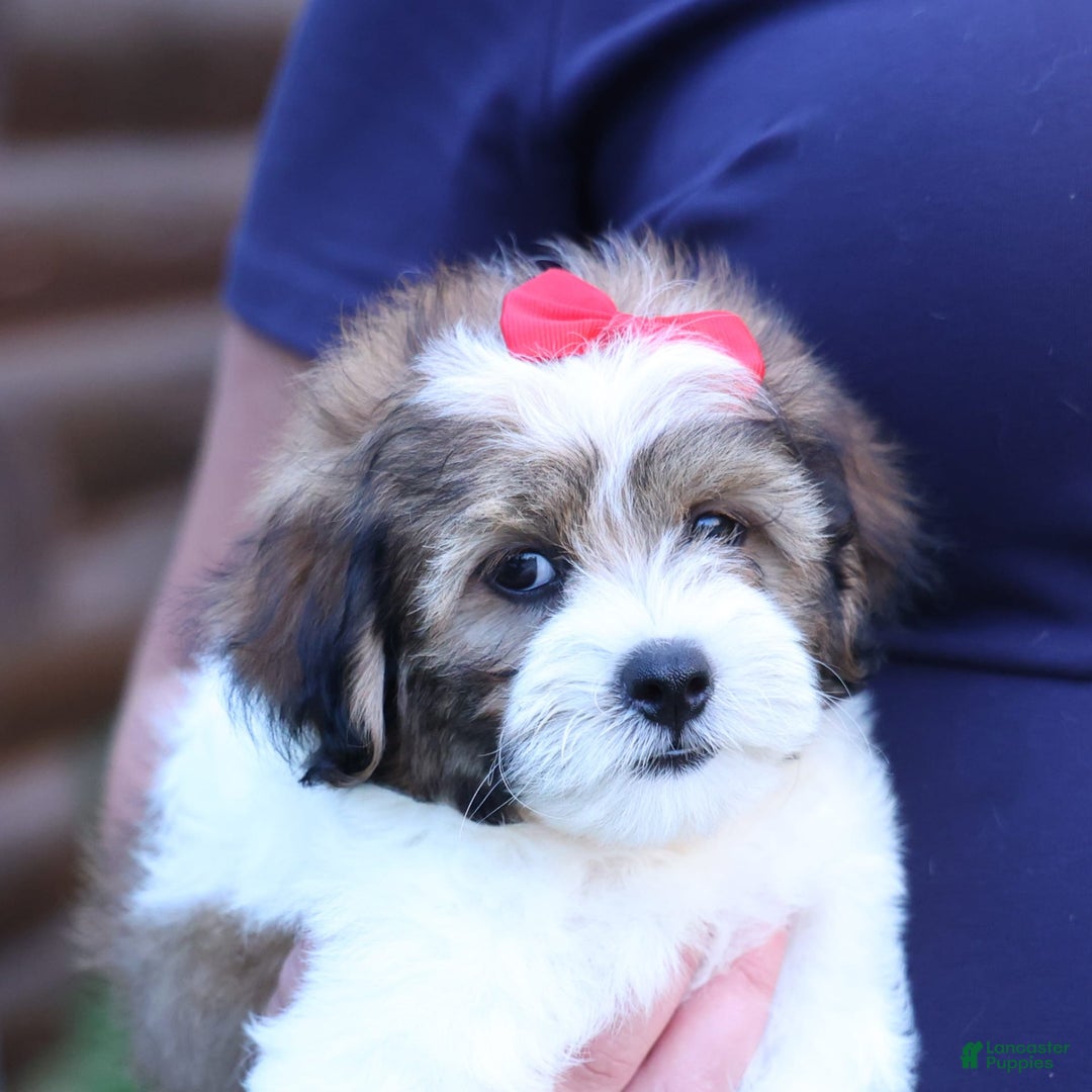 Shihpoo dogs for sale: Hugo - Image 2
