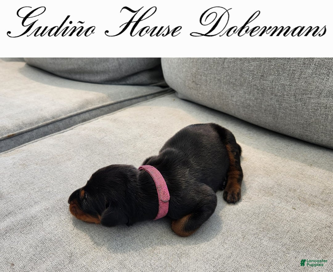 Doberman Pinscher dogs for sale: Pink Collar Female - Image 5