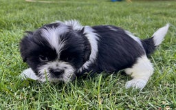 Shih Tzu dogs for sale: Oreo Aca - Image 5