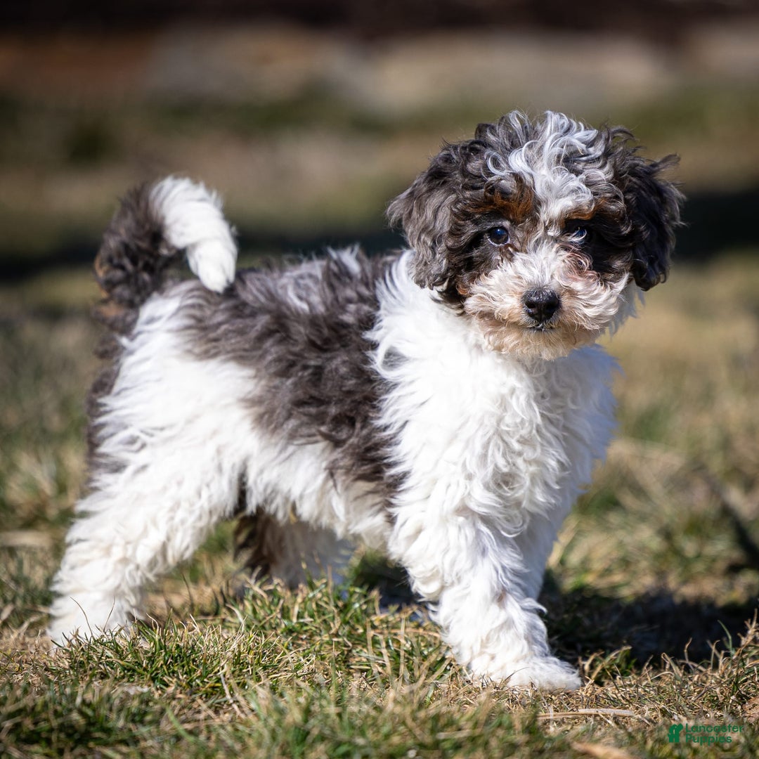 Cavapoo dogs for sale: Simba - Image 11