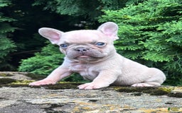 French Bulldog dogs for sale: Genius - Image 3