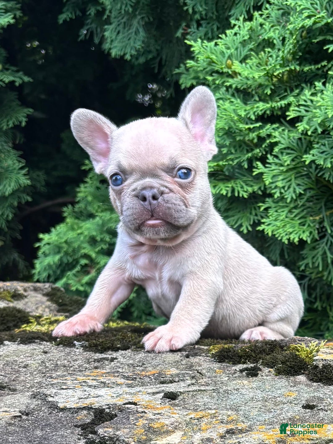 French Bulldog dogs for sale: Genius - Image 3