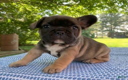 French Bulldog dogs for sale: Gigi - Image 1