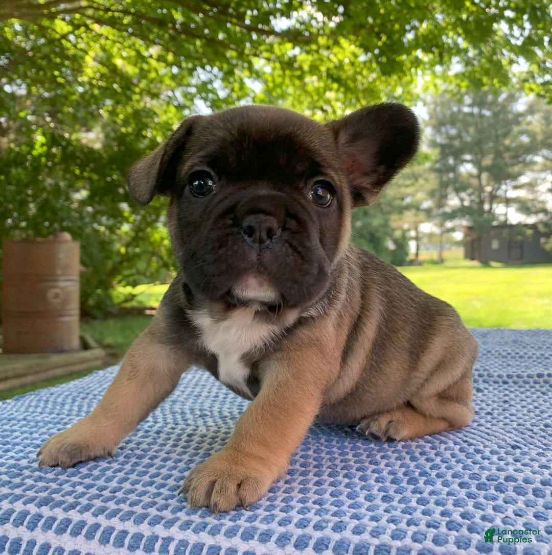 French Bulldog dogs for sale: Gigi - Image 1