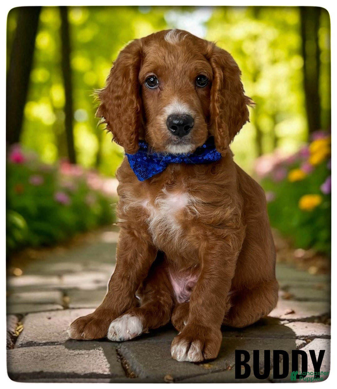 Goldendoodle dogs for sale: Buddy Blue Collar - Image 2