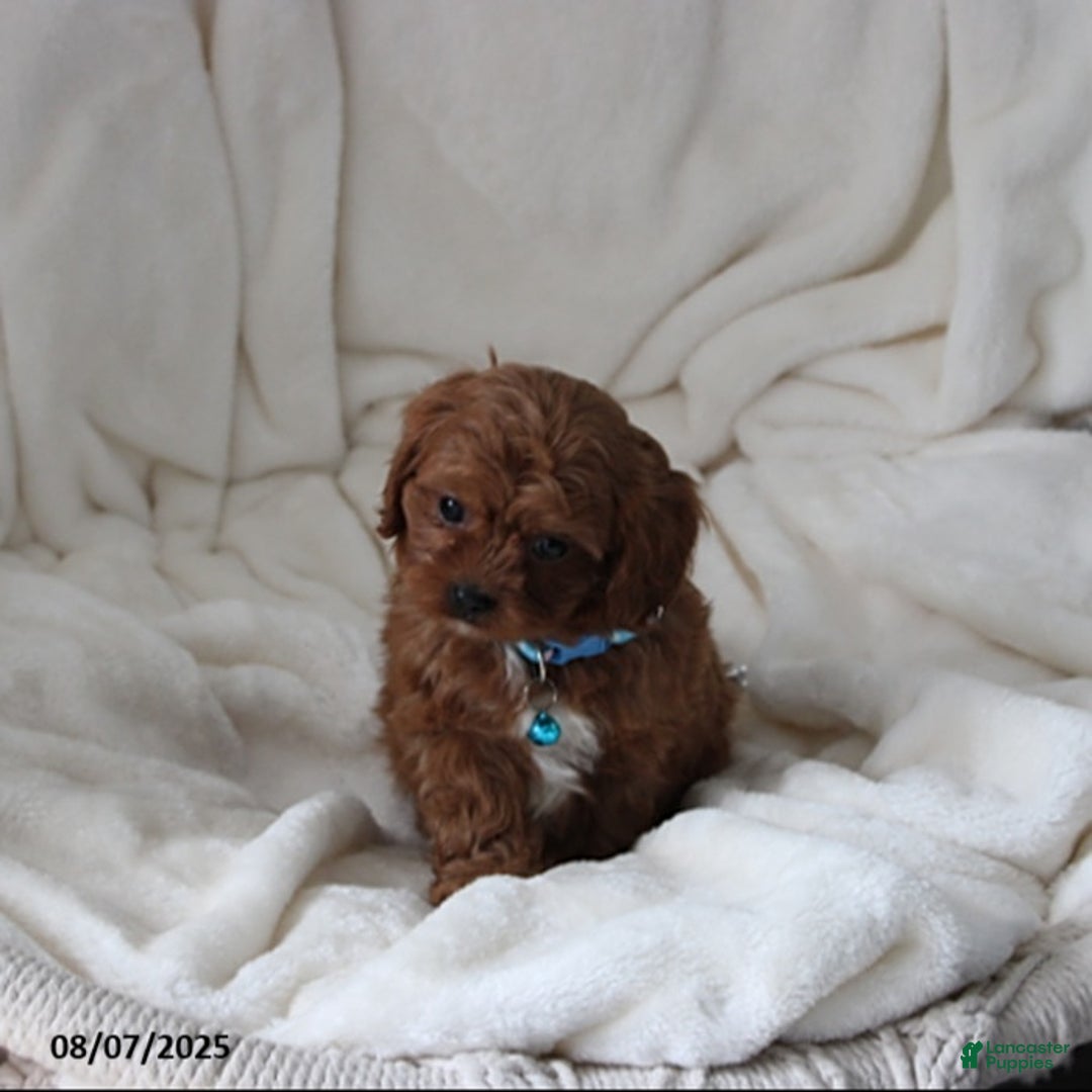 Cavapoo dogs for sale: Mason - Image 4