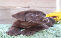 Labrador Retriever dogs for sale: Gunner - Image 6