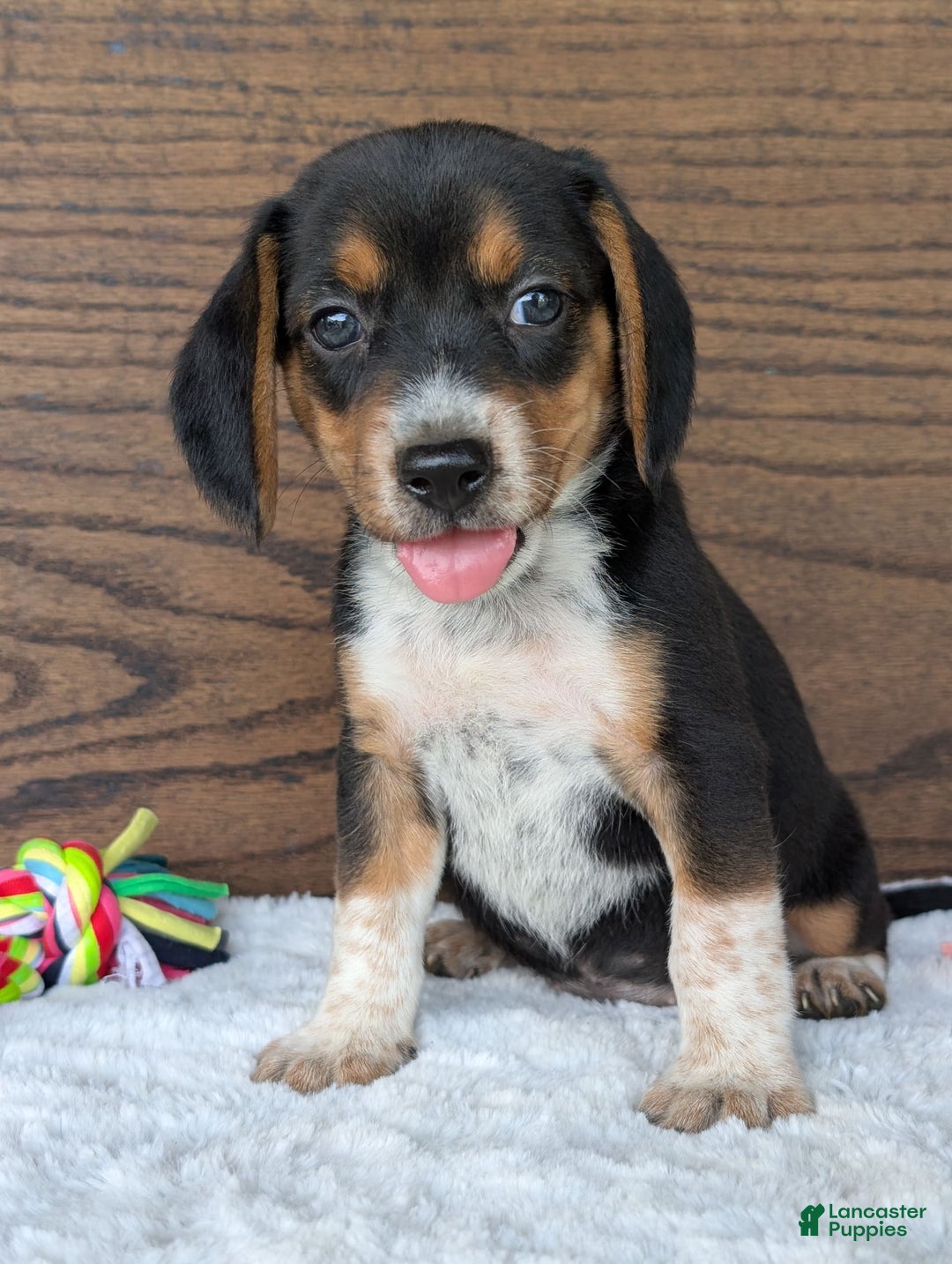 Beagle dogs for sale: Molly - Image 2