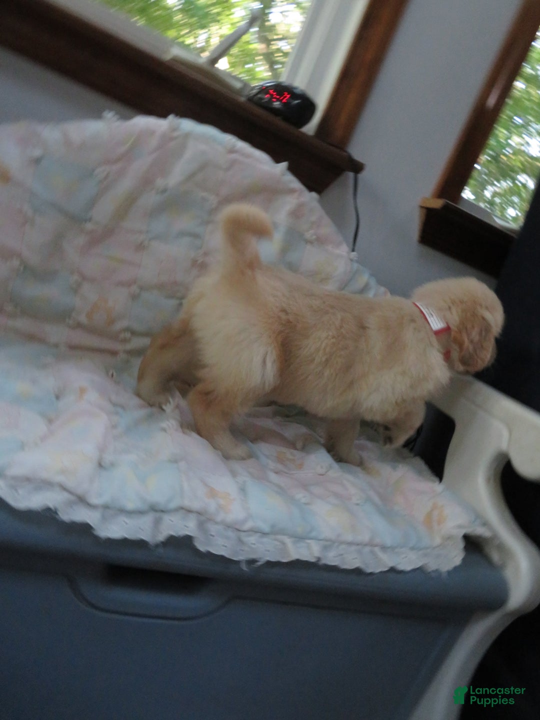 Golden Retriever dogs for sale: Erin - Image 22
