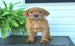 Labrador Retriever dogs for sale: Yoko - Image 5