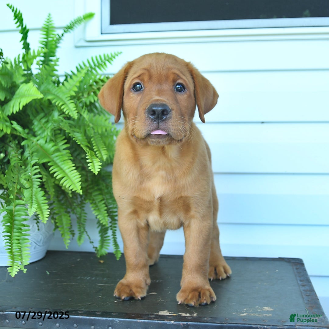 Labrador Retriever dogs for sale: Yoko - Image 5