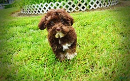 Havapoo dogs for sale: Tucker - Image 3