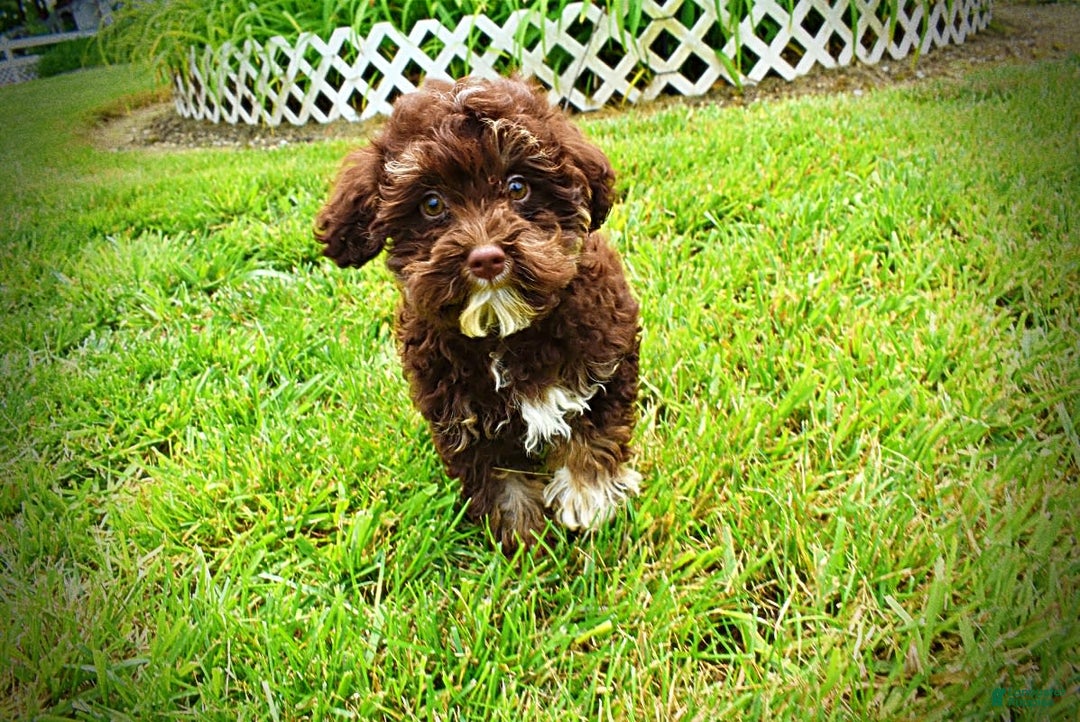Havapoo dogs for sale: Tucker - Image 3