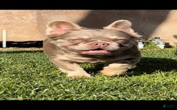 French Bulldog dogs for sale: Brooke - Image 4