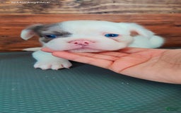 French Bulldog dogs for sale: Patch - Image 5