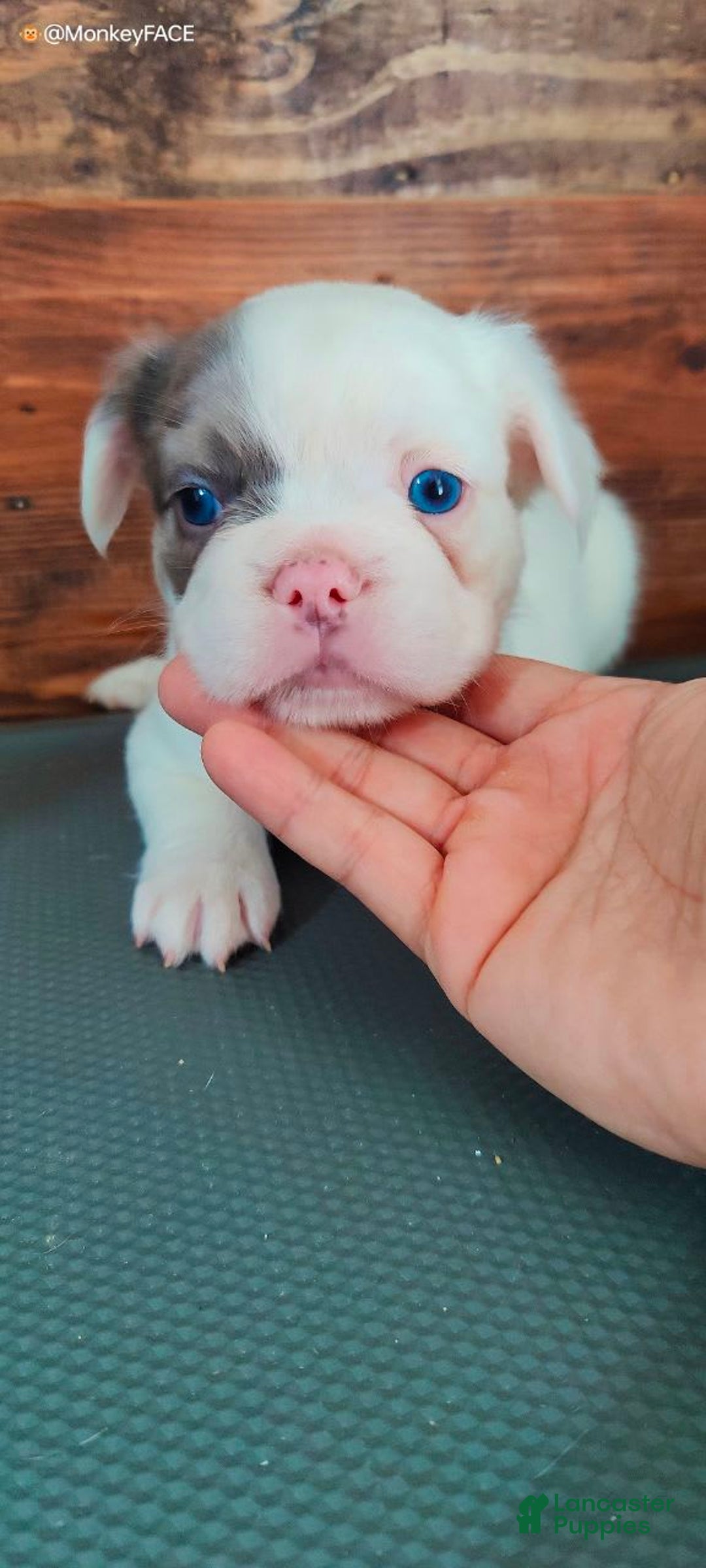 French Bulldog dogs for sale: Patch - Image 5