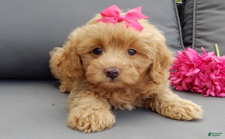 Cavapoo dogs for sale - Ad 5