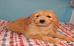  dogs for sale: Mini Goldendoodle 5 puppies - Image 36