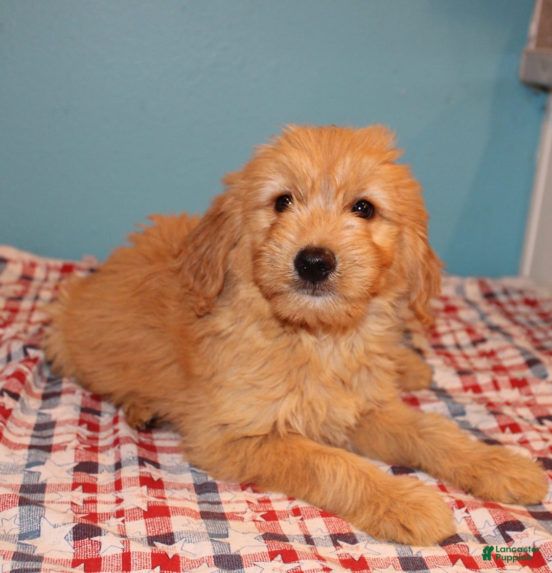  dogs for sale: Mini Goldendoodle 5 puppies - Image 36