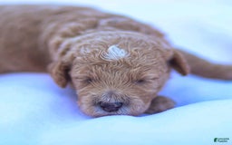 Goldendoodle dogs for sale: Olivia - Image 1