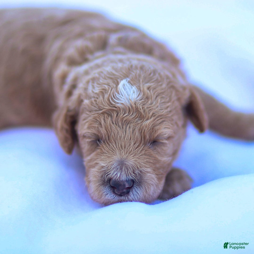 Goldendoodle dogs for sale: Olivia - Image 1