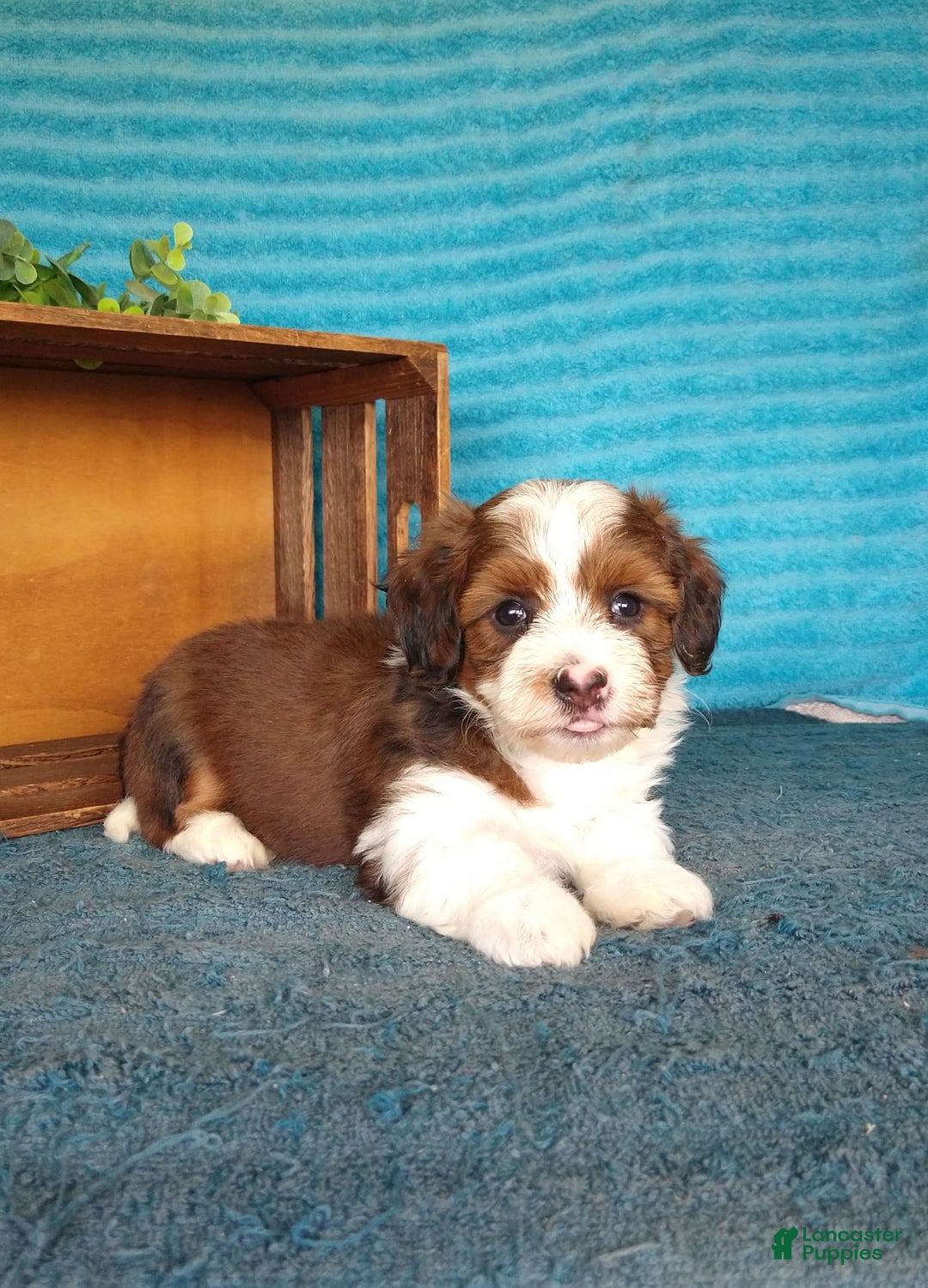 Havanese dogs for sale: Sasha - Image 3