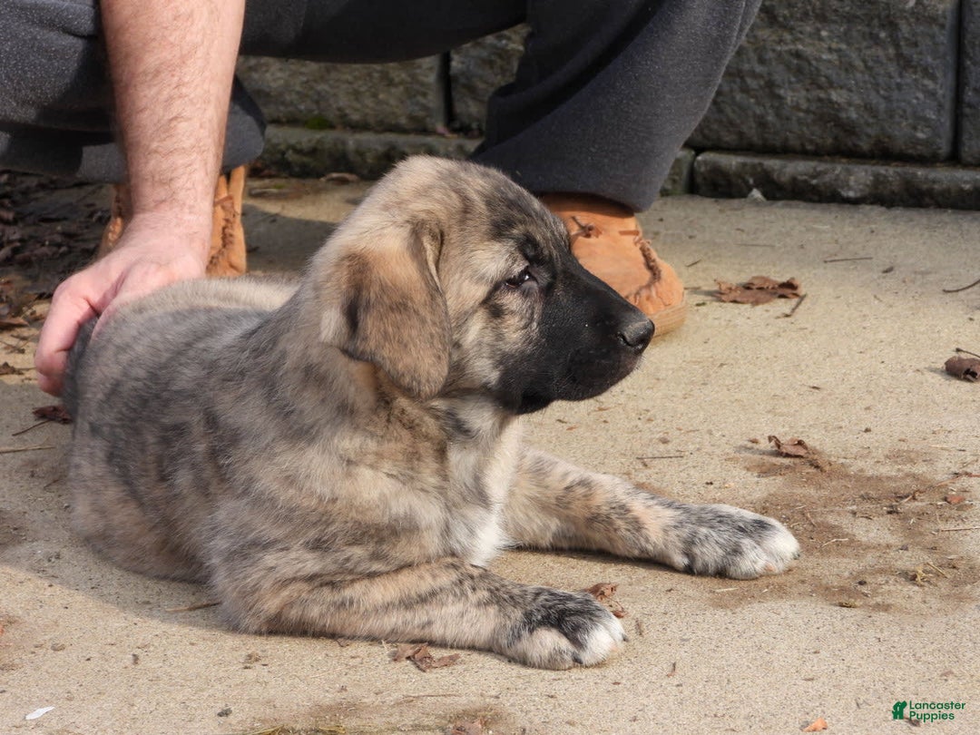 Anatolian Shepherd dogs for sale: Bell - Image 7