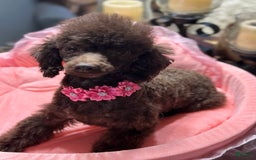 Toy Poodle dogs for sale: Lil Joey! - Image 7