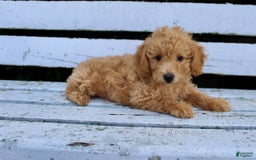 Miniature Poodle dogs for sale: Max - Image 8