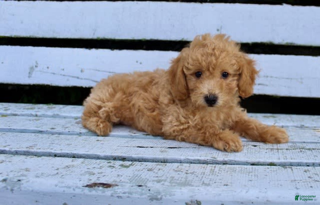 Miniature Poodle dogs for sale: Max - Image 8