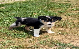 Alaskan Malamute dogs for sale: Kali - Image 5