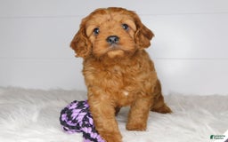 Cavapoo dogs for sale: Mitt - Image 3