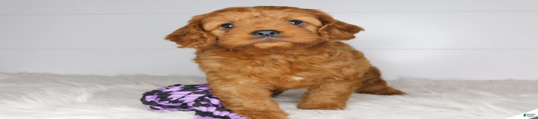 Mitt