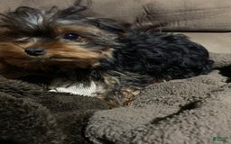 Yorkshire Terrier dogs for sale: Sabastian - Image 4