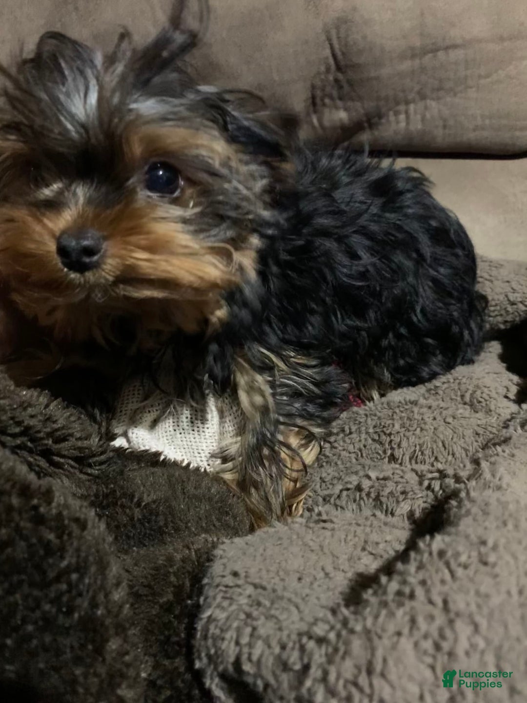 Yorkshire Terrier dogs for sale: Sabastian - Image 4