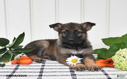 German Shepherd dogs for sale: Becky - Image 2