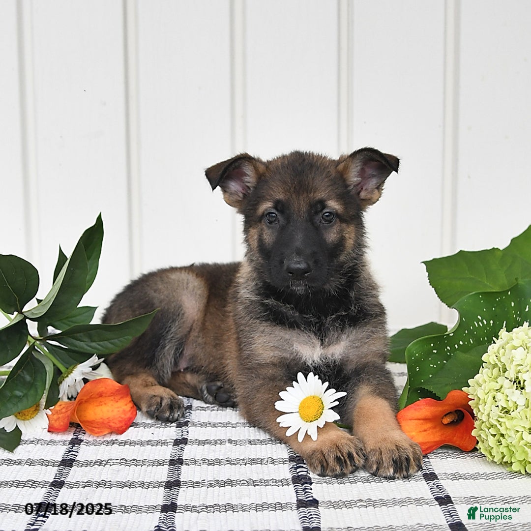 German Shepherd dogs for sale: Becky - Image 2