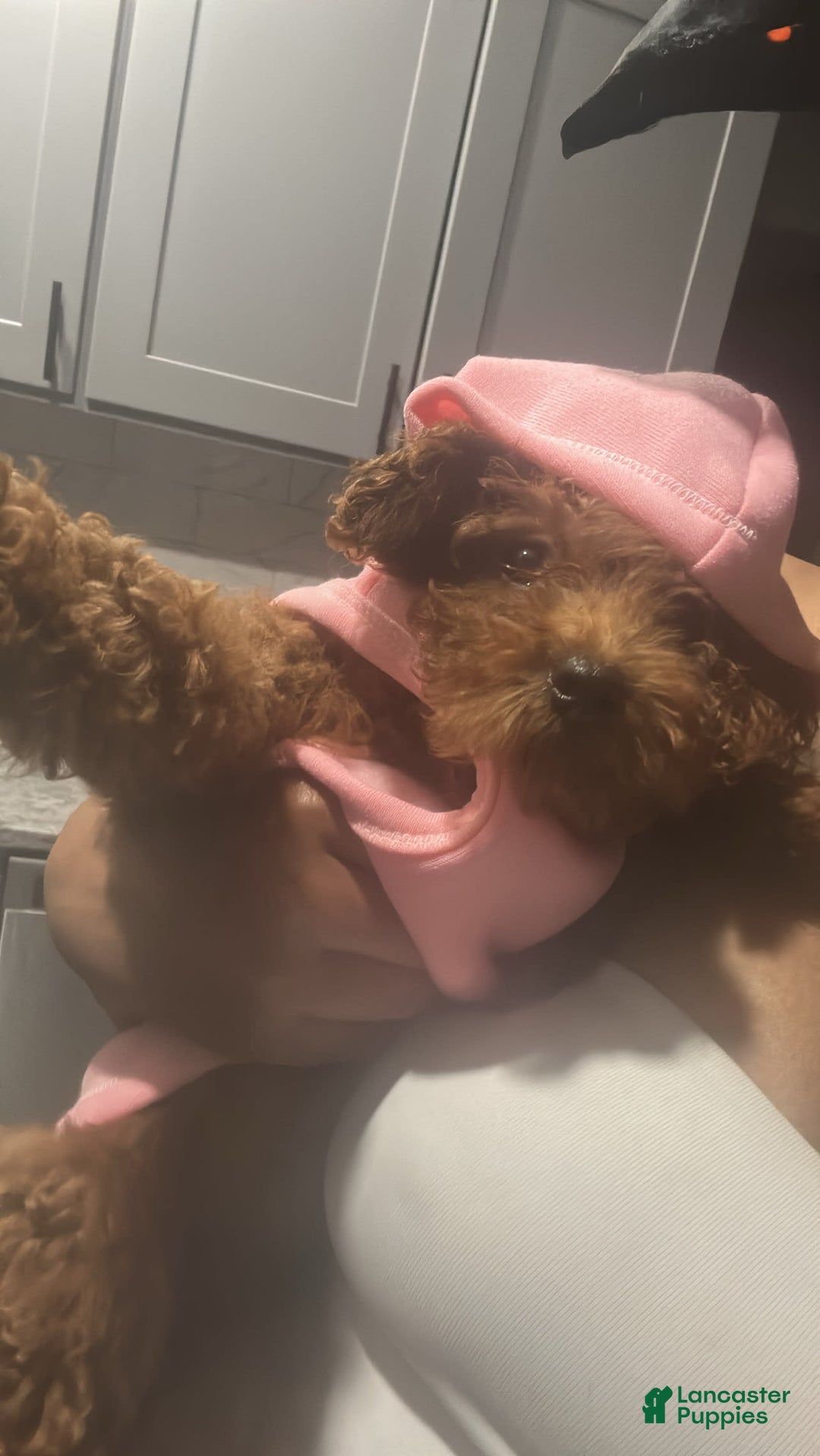 Goldendoodle dogs for sale: Zara - Image 1