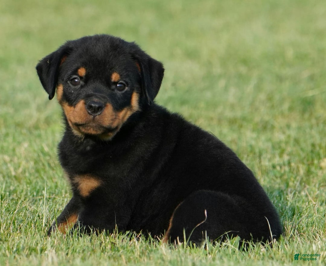 Rottweiler dogs for sale: Shadow - Image 5