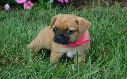 Jug dogs for sale: Peony - Image 2