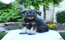 Miniature Schnauzer dogs for sale: Jett - Image 1