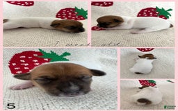 Jack Russell Terrier dogs for sale: Brandy - Image 4