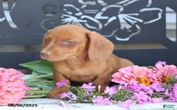 Miniature Dachshund dogs for sale: Luna - Image 4