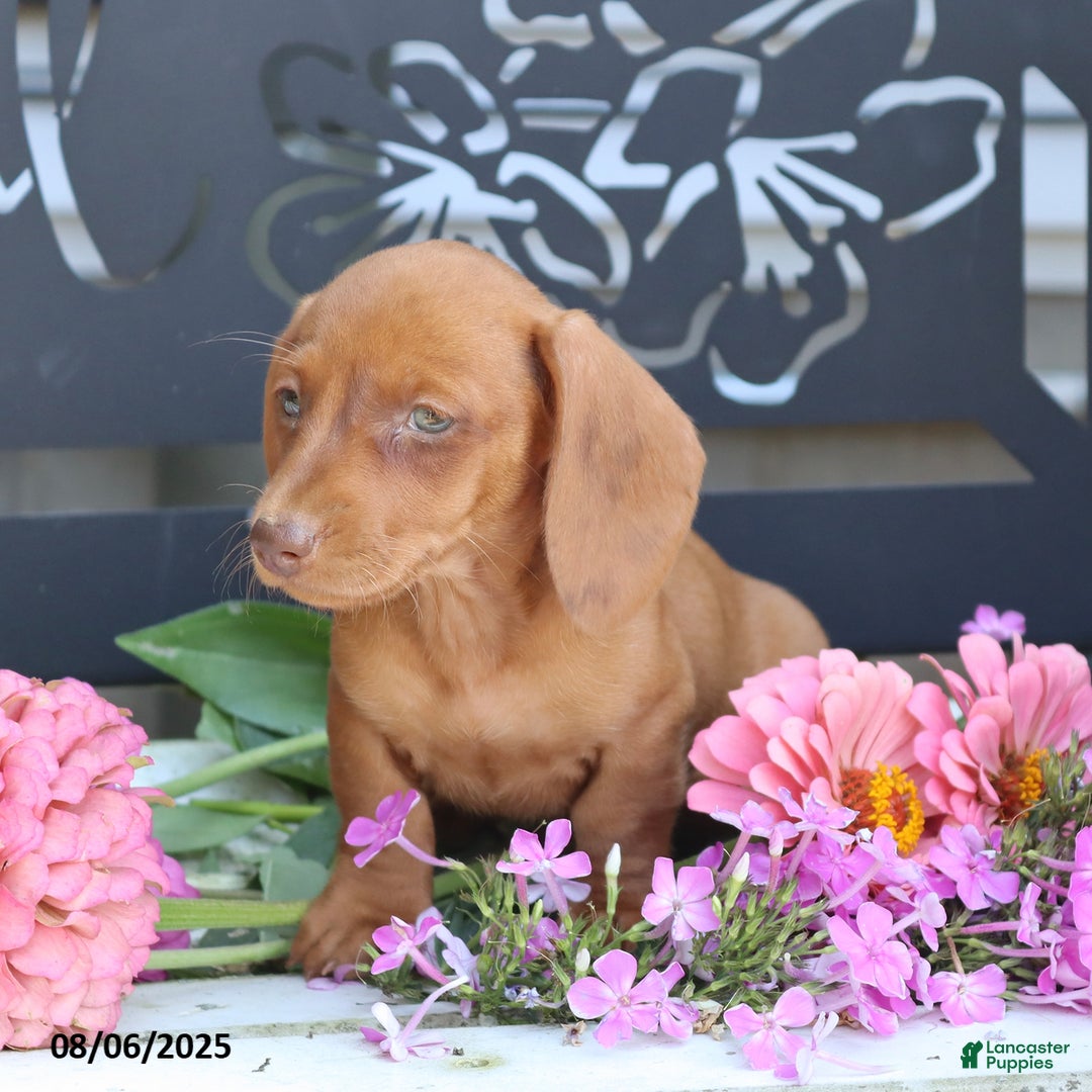 Miniature Dachshund dogs for sale: Luna - Image 4